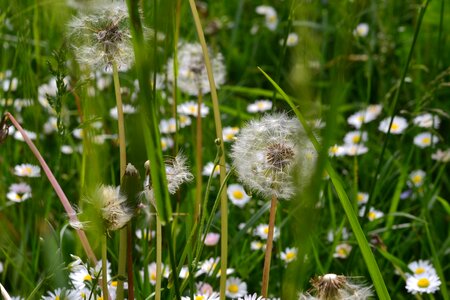 Green nature blossom photo