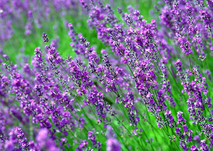 Lavender Flowers photo
