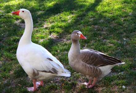 Farm animal nature bird photo