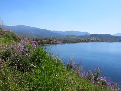 Wild flowers bay mountains
