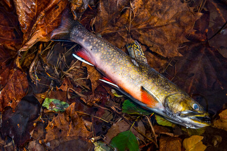 Brook Trout from Seneca Creek-3 photo