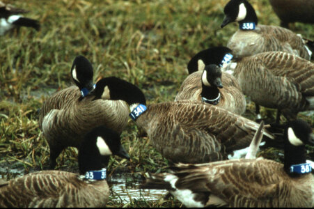 Canada geese with neck bands photo