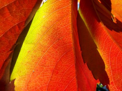 Orange bright translucent