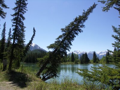 Nature forests banff national park photo