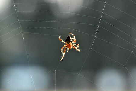 Spider spiderweb spider web