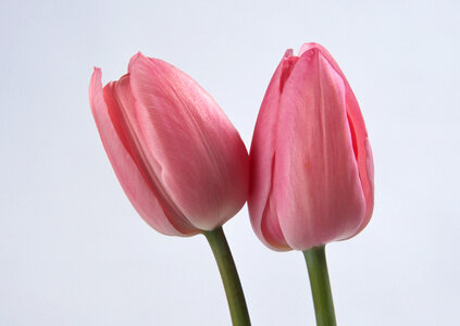 Two spring flowers. Tulips photo