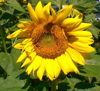 Sunflower wild garden photo