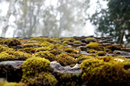 Green lichen moss