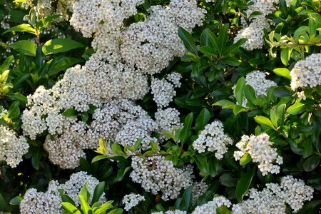 Spring Time spring shrub photo