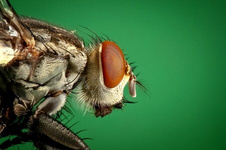 Close up of fly photo