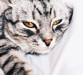 Sweet Animal - Cat Face Portrait photo