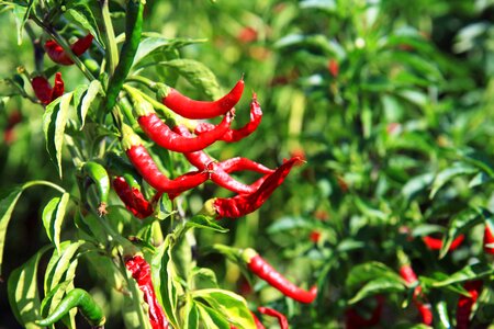 Flavor food garden photo