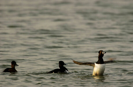 Ring-necked Duck flaps his wings photo