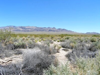 Bell desert grass plants