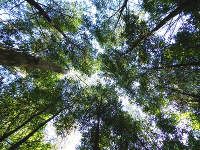 Greens nature trees photo