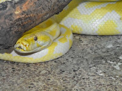 Python albino animal photo