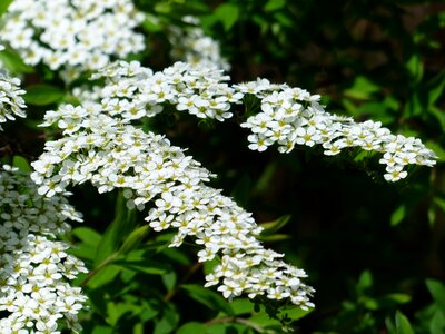 White spierstrauch spiraea arguta
