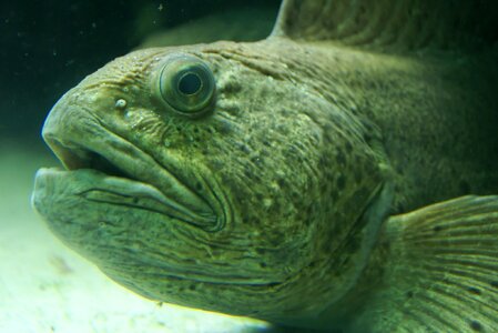 Underwater world zoo freshwater fish photo
