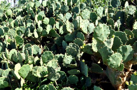 Array cactus desert