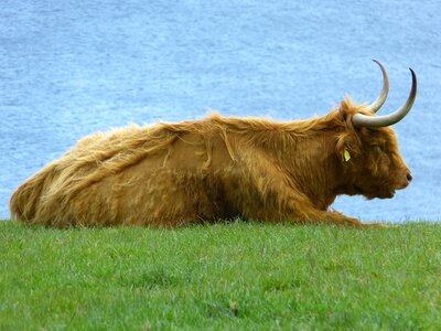 Cow animal horns photo