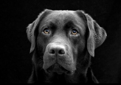 Black dark dog face