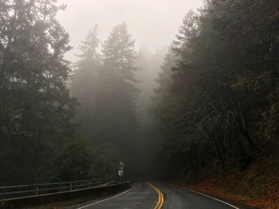 Asphalt fog forest photo