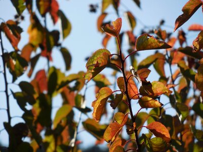 Fall seasonal brown photo