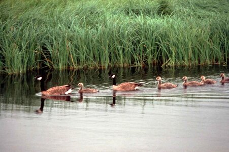 Canada geese line