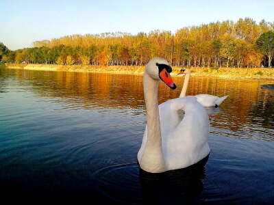 Mute Swan white photo