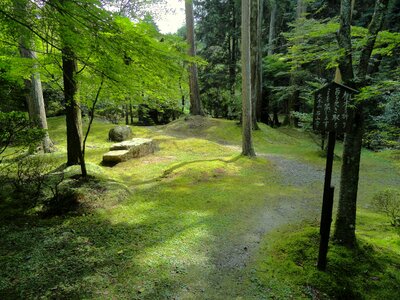 Forest trees woods