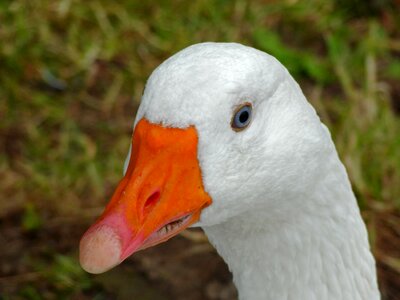 Bird closeups goose beak photo