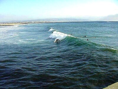 Ocean phylum surfing