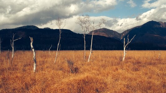 White trees bare photo