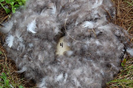 Egg nest 