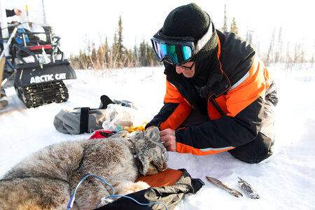Biologist working with sedated lynx