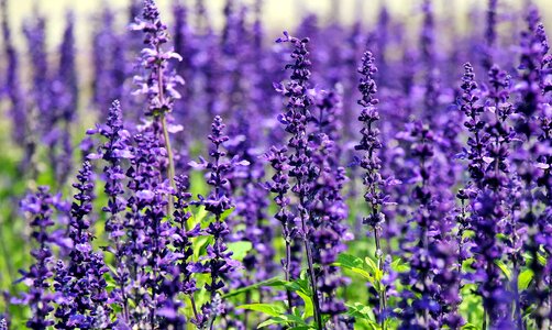 Agriculture beautiful flowers beautiful photo