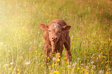 Livestock cattle grass photo