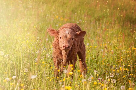 Livestock cattle grass