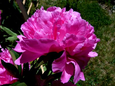 Macro garden petals photo