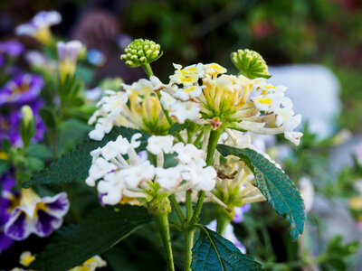 Yellow and White Flowers