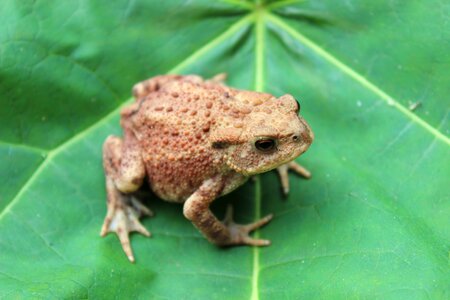 Leaf warts green