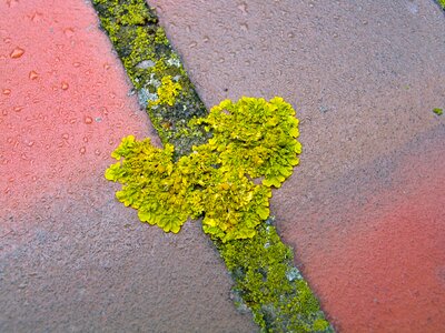 Lichen nature yellow