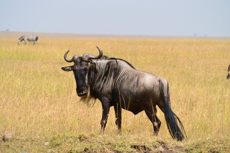 Mammal african savannah photo