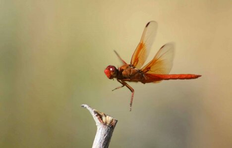 Bug libellula saturate flying