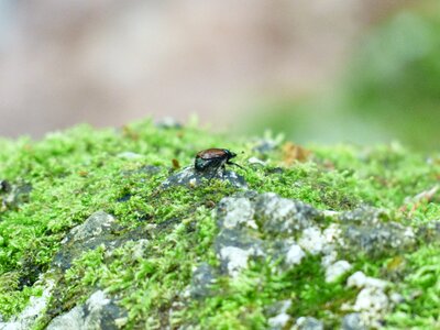 Krabbeltier phyllopertha horticola aphid