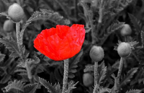 Beautiful Flowers bloom blooming