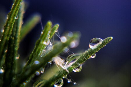 Drop of water wet plant photo