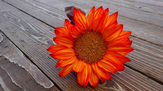 Beautiful beautiful flowers blooming