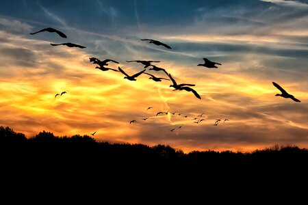 Swarm wild geese sky photo