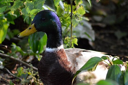 Wild ducks waterfowl bird